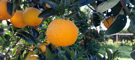 Arancio biondo di Fondi